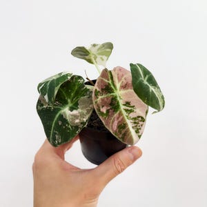 Alocasia Black Velvet Pink Variegated 4” Full Plant - US SELLER
