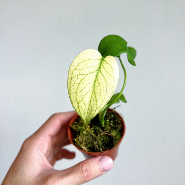 Monstera Mint Large Form White Monster 2” - US SELLER