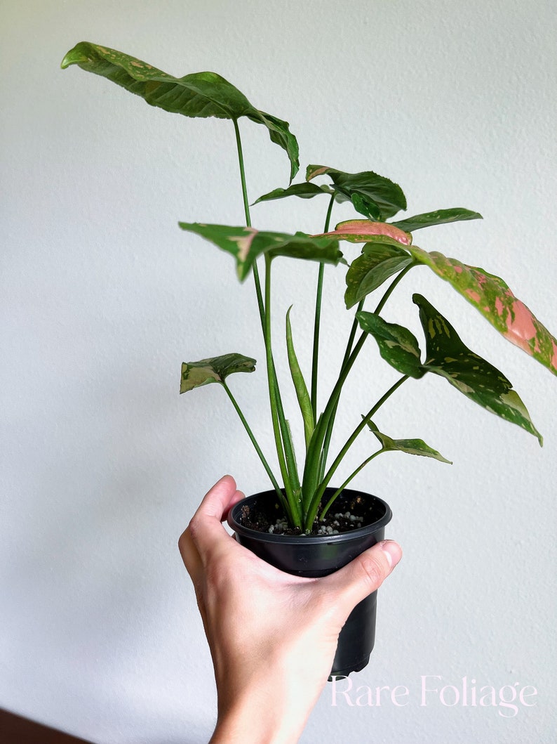 RareFoliagePlantCo Syngonium Allusion