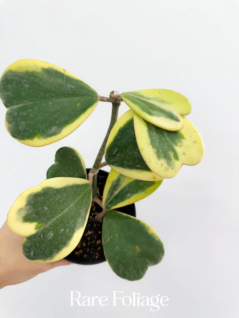 RareFoliagePlantCo Hoya Kerri - Thumbnail 2