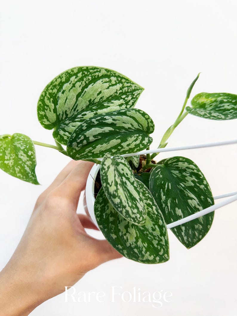 RareFoliagePlantCo Scindapsus Tricolor - Thumbnail 2