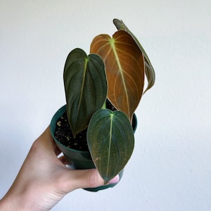 Philodendron Melanochrysum 4" - US SELLER