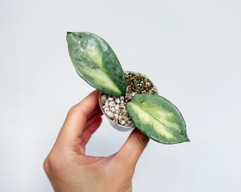 Hoya Mathilde 'grey Fairy', Rare Unicorn Hoya, Indoor Plant