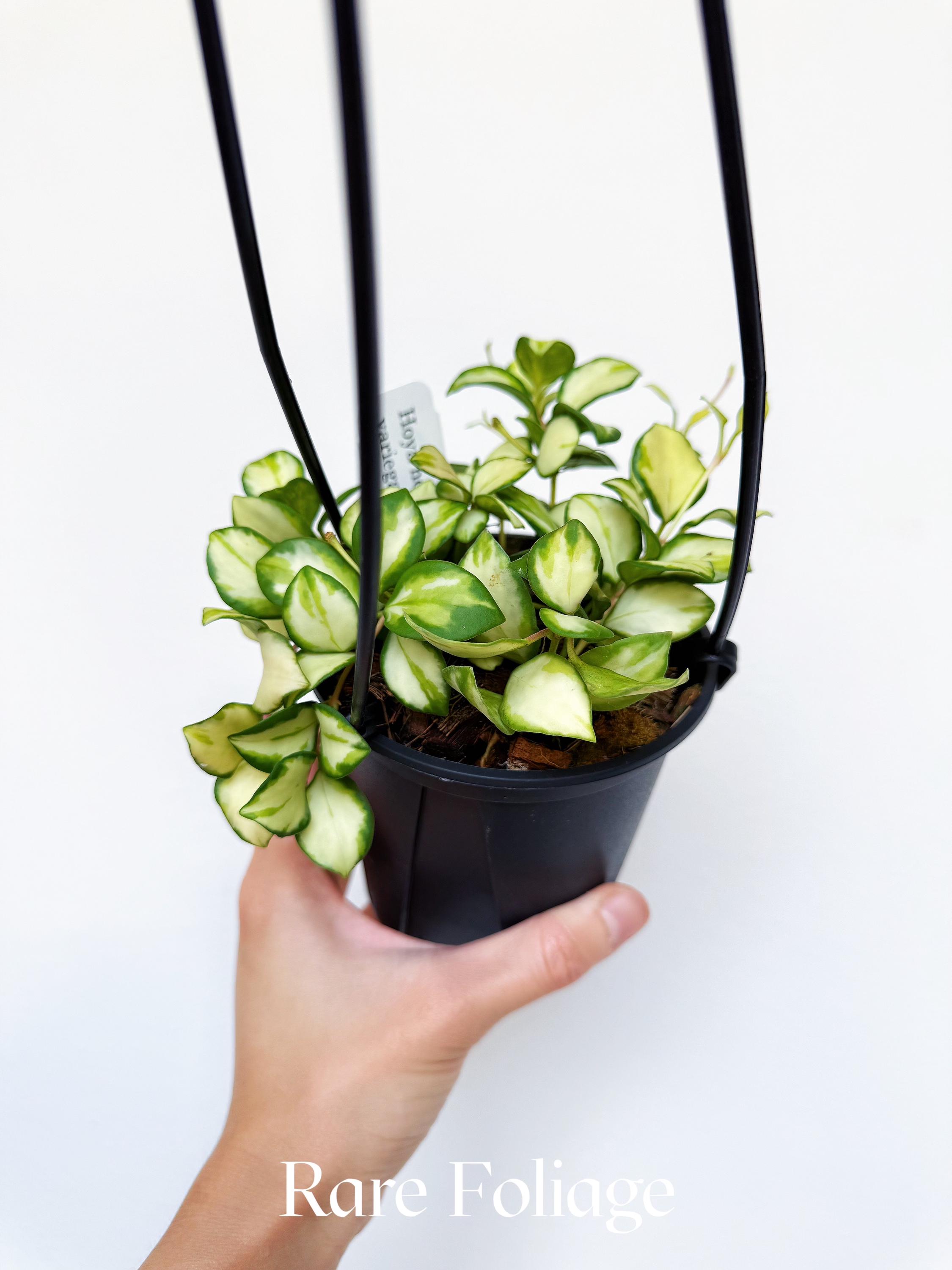 Hoya Heuschkeliana Variegata 4” Hanging Basket - US SELLER - Etsy