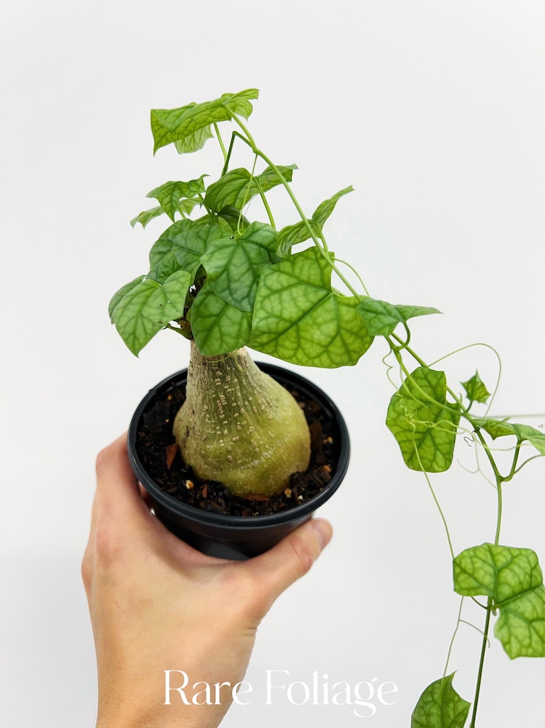 RareFoliagePlantCo Gerrardanthus Macrorhizus