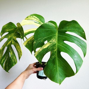 May include: A variegated Monstera plant with large, split, heart-shaped leaves featuring deep green and creamy yellow patterns. The plant is potted in a small black plastic container with a light blue label marked with the letter B.