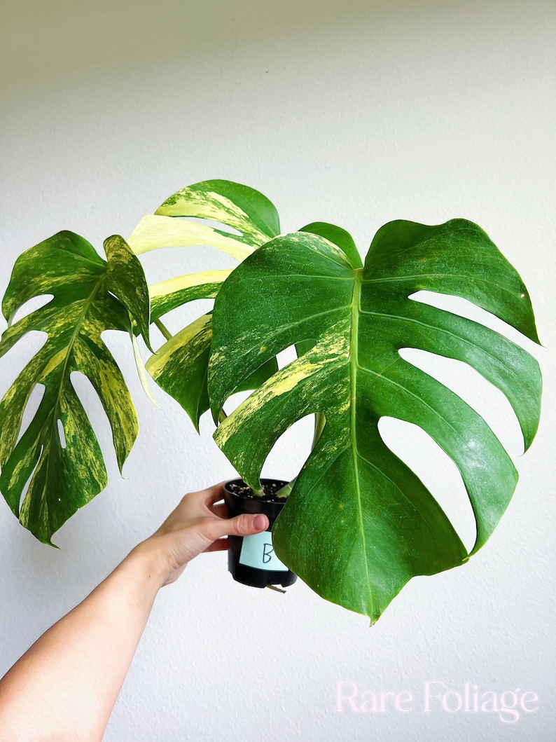 May include: A variegated Monstera plant with large, split, heart-shaped leaves featuring deep green and creamy yellow patterns. The plant is potted in a small black plastic container with a light blue label marked with the letter B.