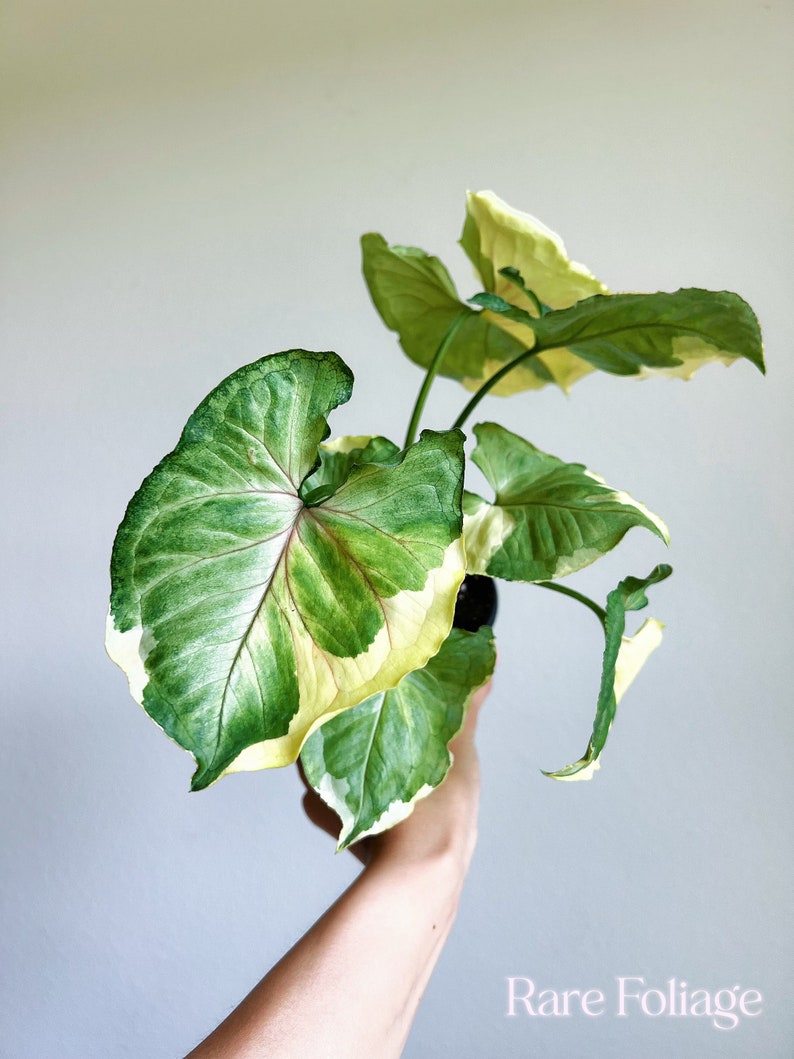 RareFoliagePlantCo Syngonium Orm Thong
