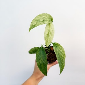 Monstera Laniata Mint 3” - US SELLER