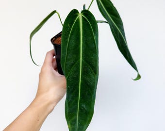 Anthurium Warocqueanun Dark Narrow Seedling 2” Grower's Choice