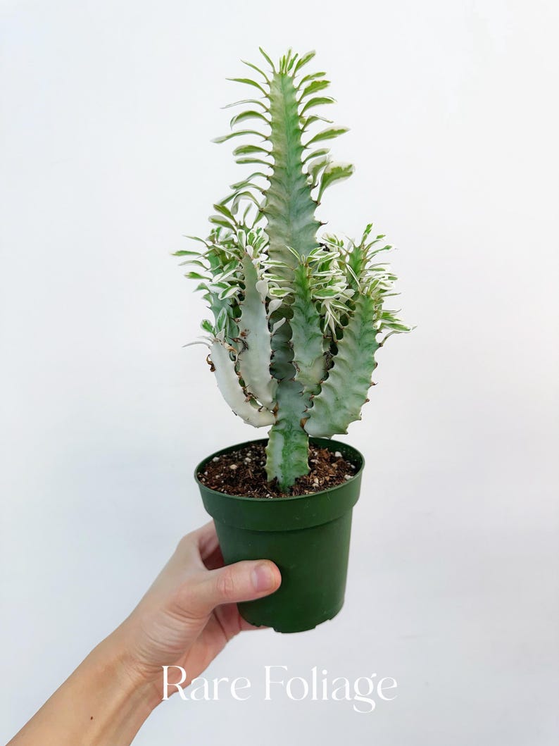 RareFoliagePlantCo Euphorbia - Thumbnail 4