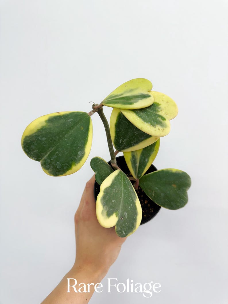 RareFoliagePlantCo Hoya Kerri - Thumbnail 3
