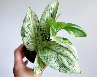 Scindapsus Treubii Moonlight 'Marble' 3” - US SELLER
