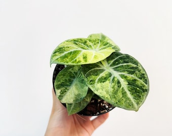 Alocasia Ninja Tricolor Variegated 3” - US SELLER - Etsy
