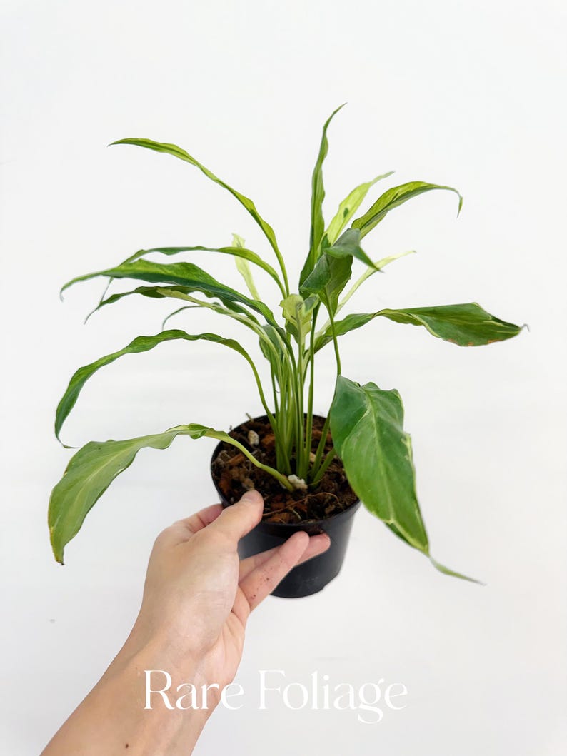 RareFoliagePlantCo Spathiphyllum Peace Lily - Thumbnail 3