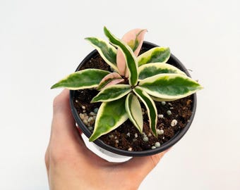 Hoya Krinkle 8 Albo Albomarginata - Etsy