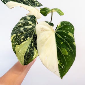 Philodendron Gloriosum Galaxy Variegated 4" - VENDEDOR DE EE. UU.