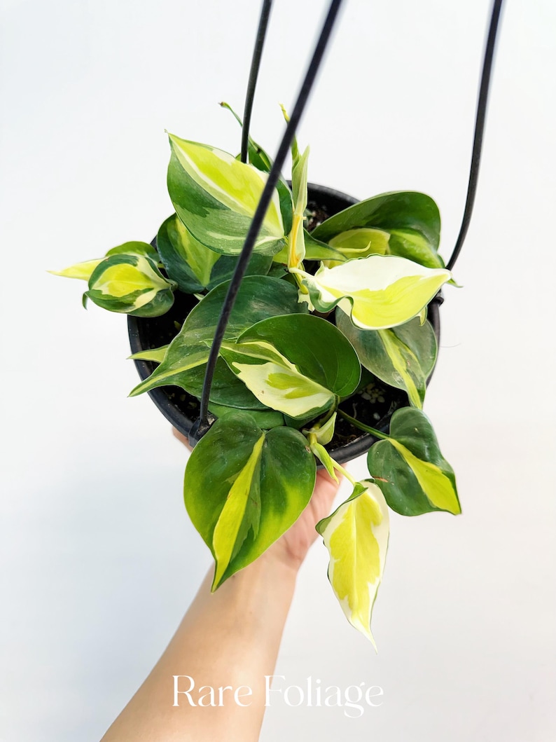 RareFoliagePlantCo Philodendron Hederaceum - Thumbnail 3