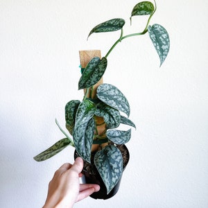 Scindapsus Silver Lady 4&quot; with Plank  - US SELLER