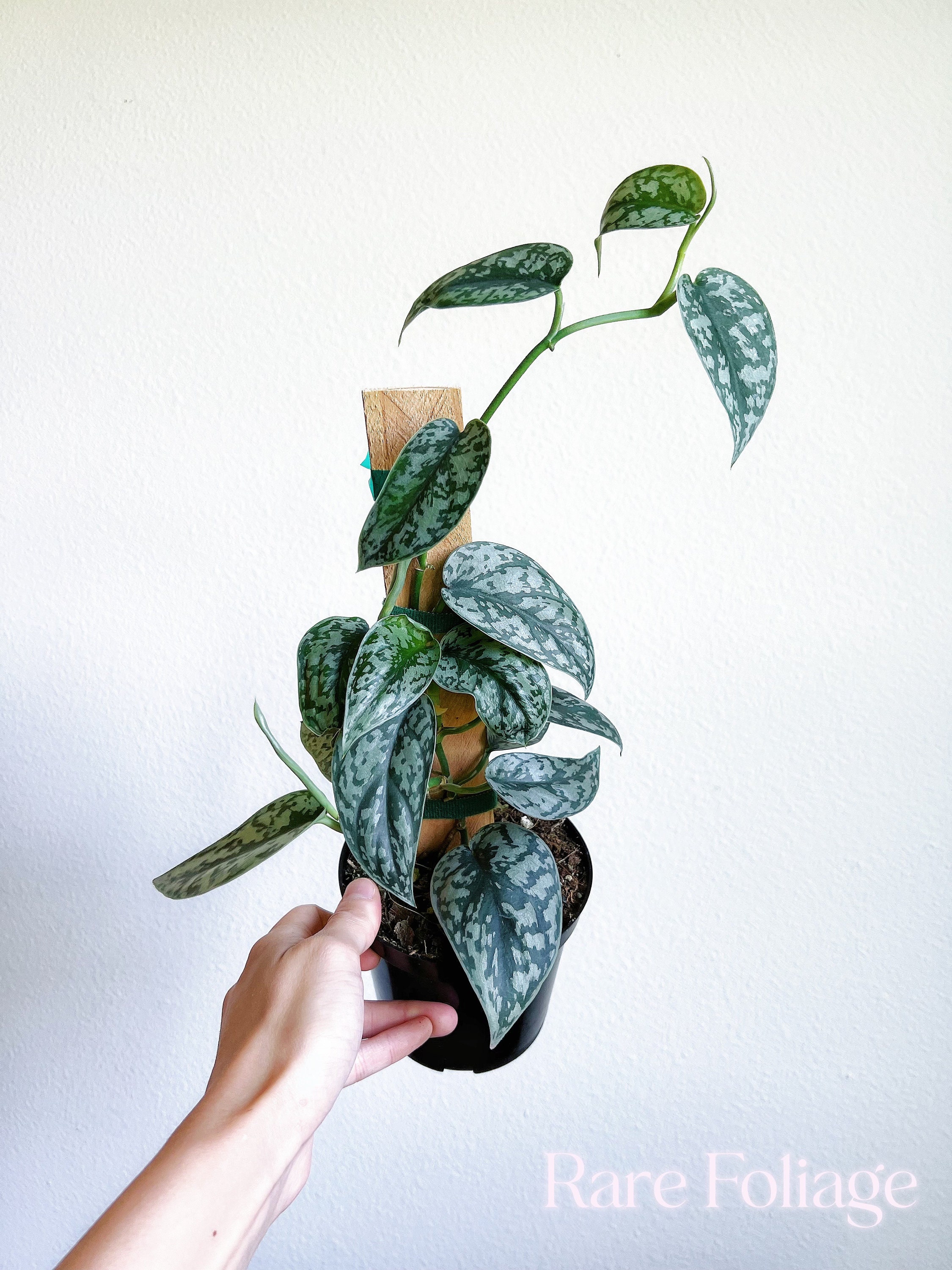 Scindapsus Free Shipping - Etsy