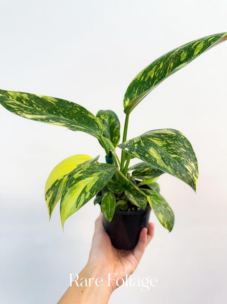 RareFoliagePlantCo Philodendron Congo - Thumbnail 3