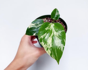 Monstera Bulbasaur 4” - US SELLER