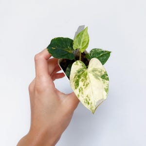 Anthurium Ace of Spades Tezula - Etsy