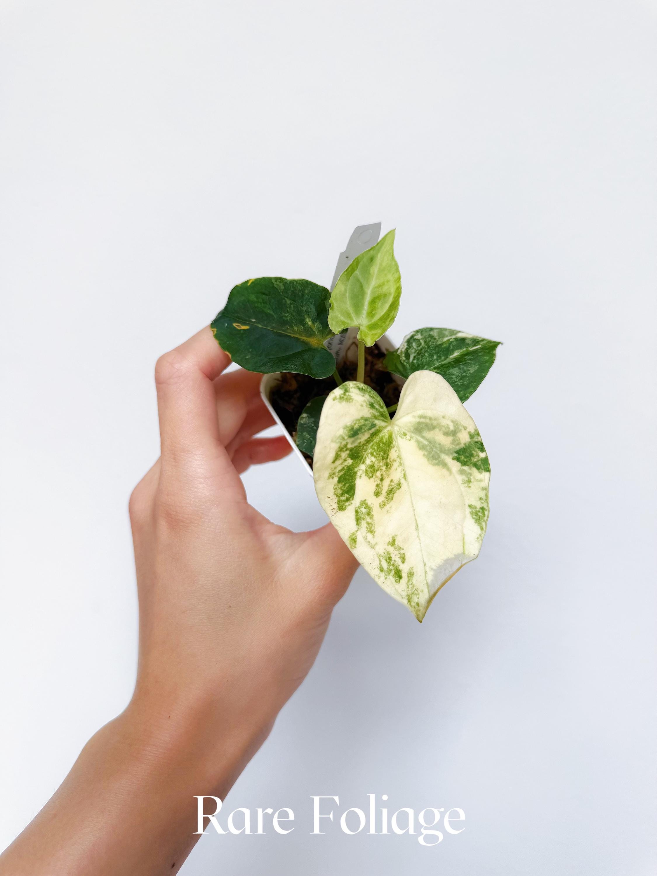 Anthurium Ace of Spades Tezula - Etsy