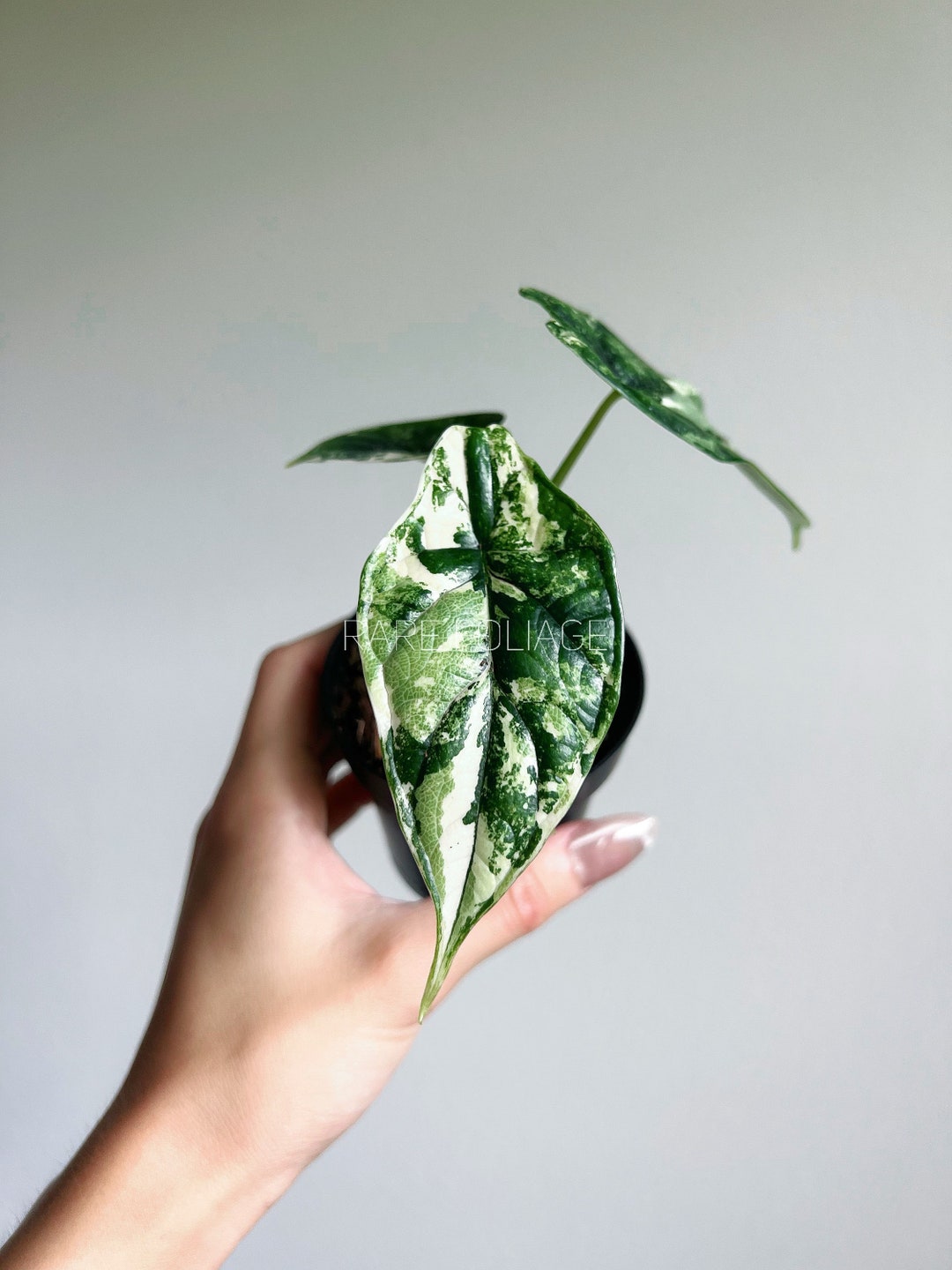 Alocasia Dragon Scale Variegated 3 Exact Plant US Etsy
