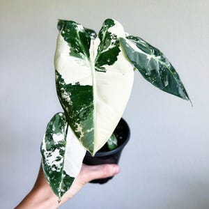 Alocasia Frydek Variegated 4” - US SELLER