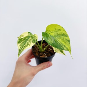 Monstera Deliciosa Aurea Large Form 3 - US SELLER - Etsy