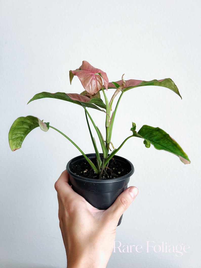 RareFoliagePlantCo Syngonium - Thumbnail 2