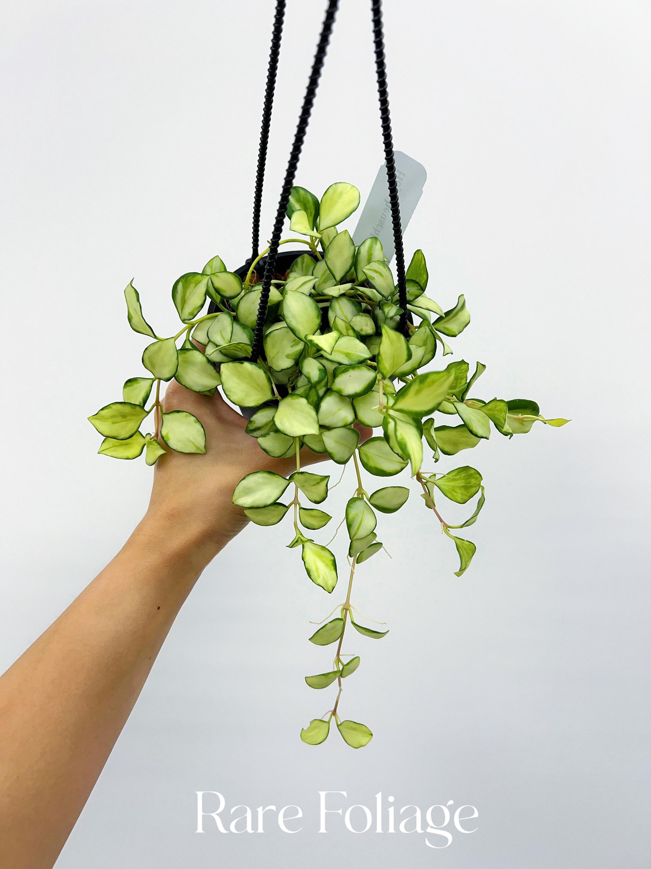 Hoya Heuschkeliana Variegata 4” Hanging Basket - US SELLER - Etsy