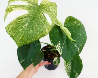 G1 モンステラ　GOG G1 モンステラ GOG My first GOG Monstera : r/Monstera