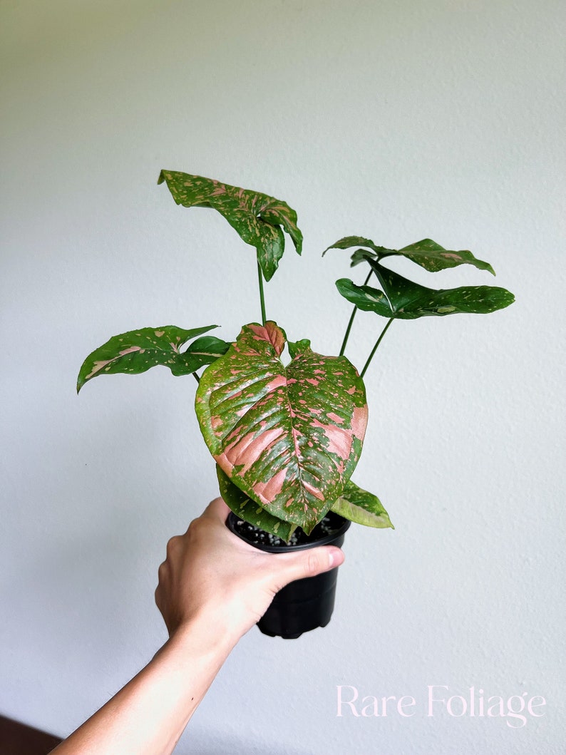 RareFoliagePlantCo Syngonium Allusion - Thumbnail 4