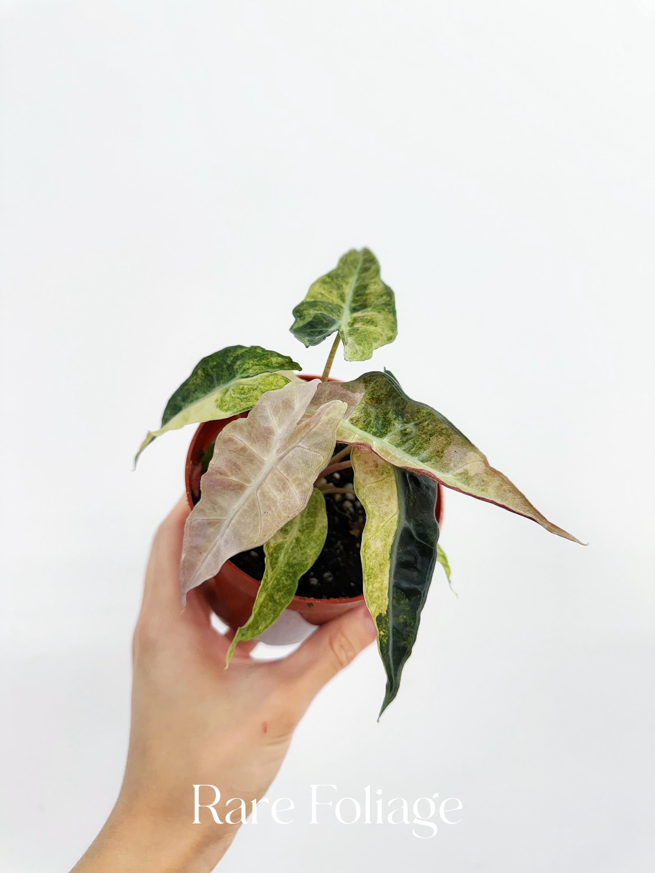 Alocasia Amazonica Polly Pink varigated③ Shop Variegated Alocasia Amazonica Polly Tissue Culture Plant