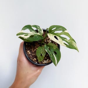 Monstera Acuminata - Etsy