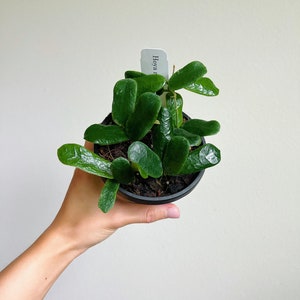 Hoya Rotundiflora 4” - US SELLER