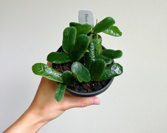 Hoya Rotundiflora 4” - US SELLER