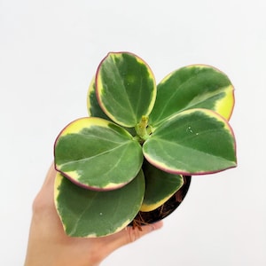 Hoya Pachyclada Outer Variegated 4” - US SELLER