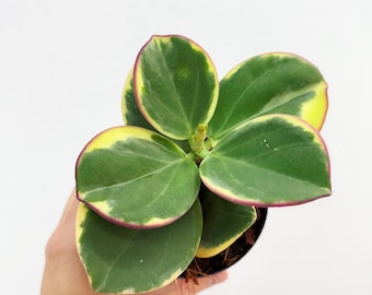 Hoya Pachyclada Outer Variegated 4” - US SELLER