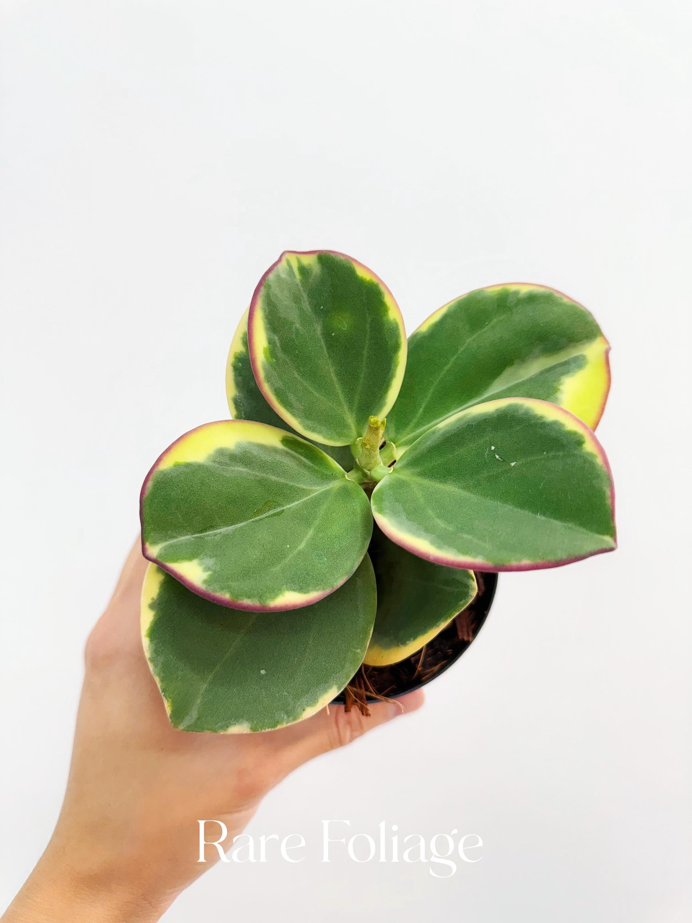 Hoya Bakoensis - Etsy