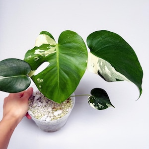 snake plant pot Snake Plant in 6 in. Modern Ceramic White Planter Pot