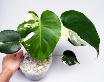 Form #6 | Monstera Deliciosa | Bangkok Plant Show Monstera Winner