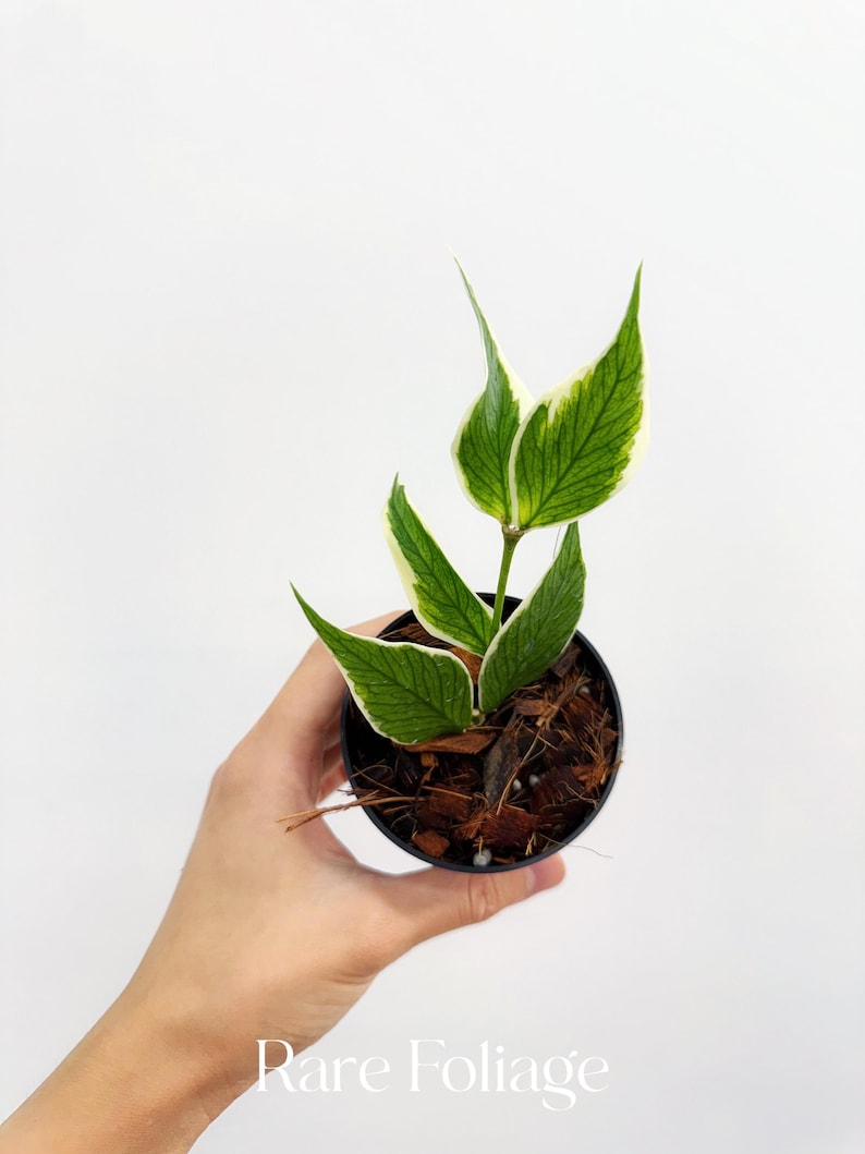 RareFoliagePlantCo Hoya Polyneura Albomarginata - Thumbnail 3