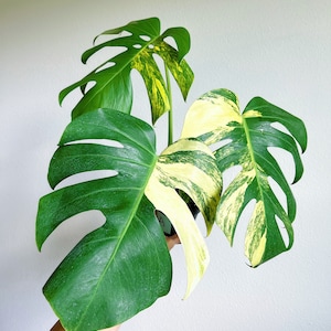 May include: A Monstera plant with large, fenestrated leaves featuring variegated patterns of deep green and creamy yellow. The plant has multiple stems and leaves with distinct splits and holes, displaying a mix of solid green and marbled yellow sections.