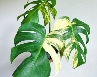 Monstera Aurea 6” - US SELLER