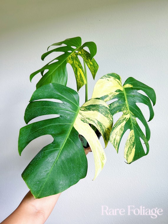 Monstera Aurea 6” - US SELLER