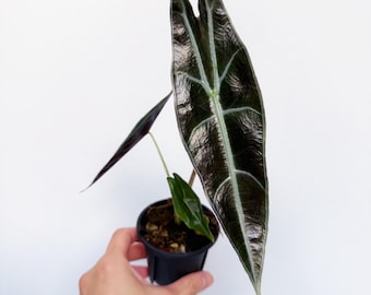 Alocasia Longiloba Purple 4” Large - US SELLER