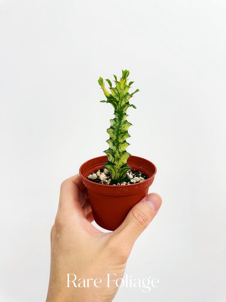 RareFoliagePlantCo Euphorbia Trigona - Thumbnail 2